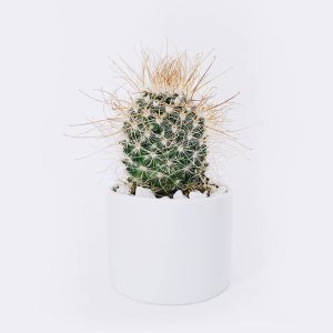 Ball Cactus Ball Cactus